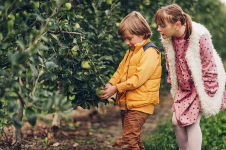 Two funny kids playing in green apple orchard, happy childhood in countrysideの写真素材