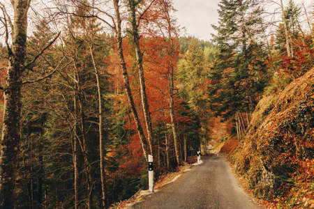 Amazing view with colorful autumn forest with asphalt mountain road at sunsetの写真素材