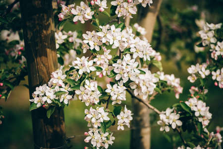 Blooming apple tree with large white flowers.Beautiful natural seasonsl background with apple tree's flowers.の写真素材