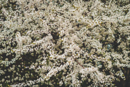 Nature background with white flowers blossoming in spring の写真素材