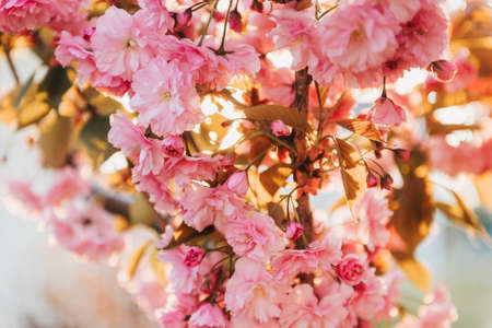 Beautiful pink cherry blossom in spring in golden lightの写真素材