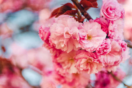 Beautiful pink cherry blossom in spring against blue skyの写真素材