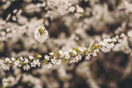 Nature background with white flowers blossoming in spring の写真素材