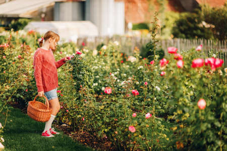 Little girl playing in beautiful rose garden, holding basketの写真素材