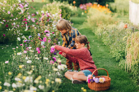 Group of two kids working together in autumn garden, cut chrysanthemum bouquetの写真素材