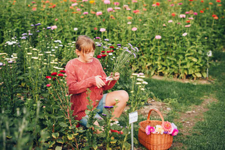 Pretty little girl working in autumn garden, child taking care of colorful chrysanthemum, gardener...