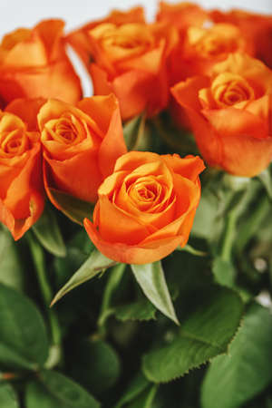 Close up image of beautiful orange rosesの写真素材
