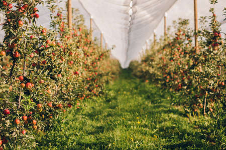Ripe Apples in Orchard ready for harvesting intensive agricultureの写真素材