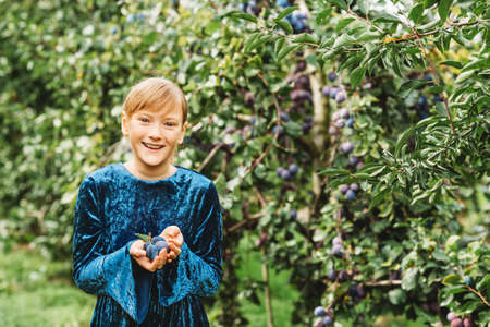 Little kid girl harvesting plums in fruit garden, wearing blue dressの写真素材