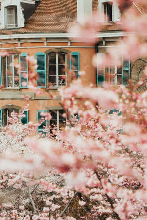 Romantic image of old french facade taken through spring blossoming cherry flowersの写真素材