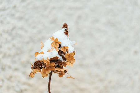 Hydrangea common names hydrangea or hortensia (Hydrangea macrophylla) under the snow