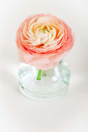 Soft pastel pink buttercup flower in small vase on white background, vertical imageの写真素材