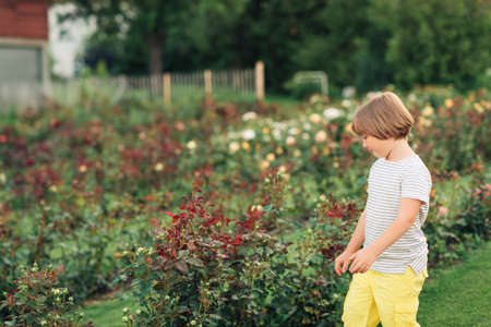 Summer portrait of cute little boy playing in rose gardenの写真素材