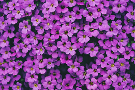 Natural background of purple Annual Honesty flowersの写真素材