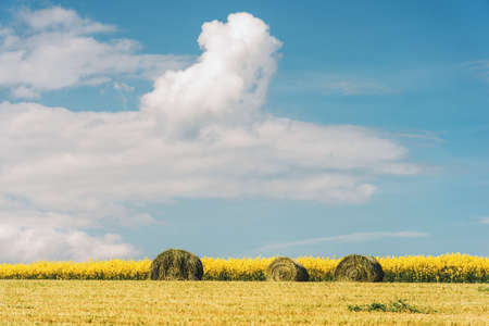 Summer farm scenery with haystacks in the field. Agriculture conceptの写真素材