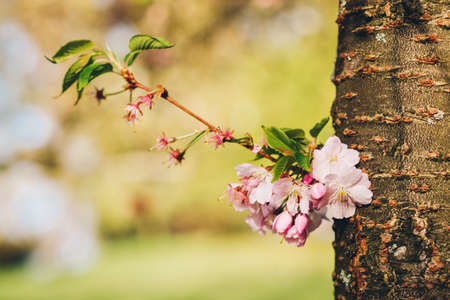 Spring pink blossom in warm sunny parkの写真素材