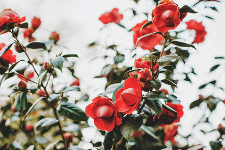 Beautiful tender blossoming red camelia flowers in spring gardenの写真素材