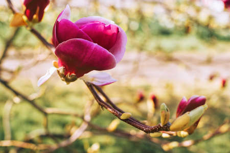 Nature background with bright pink magnolia flowers blossoming in springの写真素材