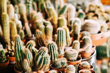 Big collection of different kind potted cactus plants