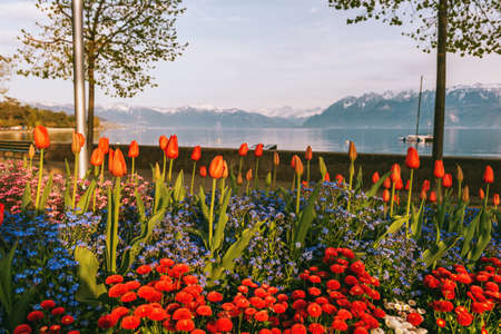 Beautiful spring blossom next to Lake Geneva, Ouchy, Lausanne, Switzerlandの写真素材
