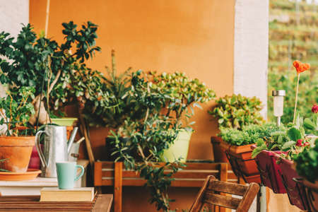 Cozy summer balcony with many potted plants, cup of tea and old vintage book