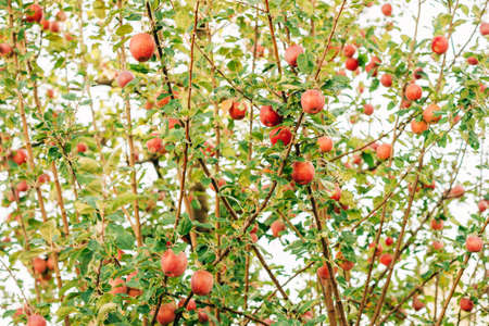Apple tree with fruits growing in the garden, natural backgroundの写真素材