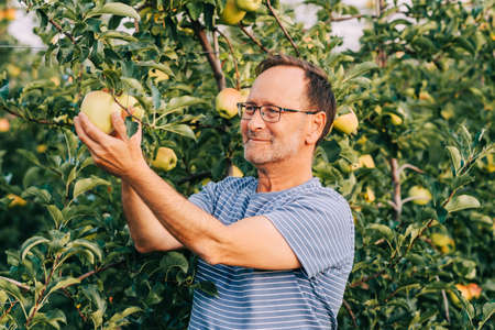 Man farmer posing in apple orchard, wearing stripe t-shirt and glassesの写真素材