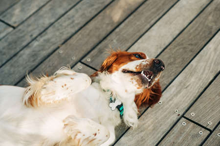 White and red beautiful Cocker Spaniel resting on aterrace, lying on the backの写真素材