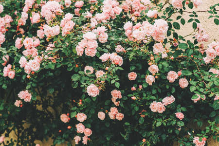 Beautiful tender blossoming pink roses in summer garden