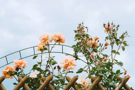 Climbing pink roses in summer garden, blue sky on background