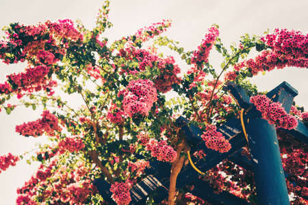 Blooming pink bougainvillea flowers growing aroung blue wooden pergola