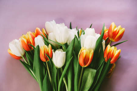 Red, yellow and white tulips lying on pink background, top viewの写真素材