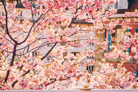 Cup of cappuccino on the balcony with beautiful view of blooming spring flowers