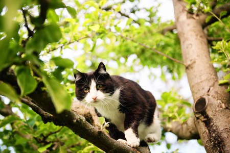 Funny black and white cat climbing the treeの写真素材