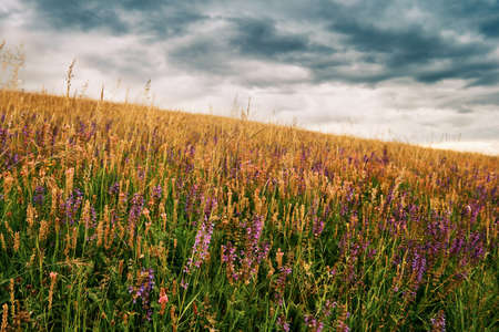 Nature background with wildflowers and dark stormy sky