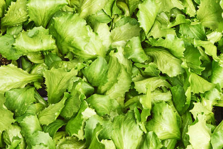 Close up image of fresh young green lettuce salad growing in garden