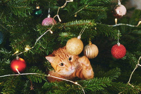Funny ginger cat laying inside of Christmas tree and playing with ballsの写真素材