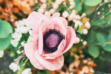 Close up image of beautiful hand painted anemone flower, artificial colorの写真素材