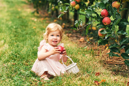 Adorable toddler girl playing in fruit orchard, holding apple, healthy food for childrenの写真素材