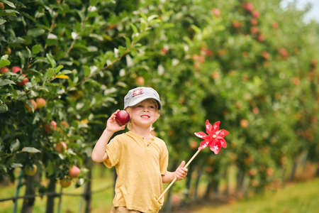 Happy little boy harvesting apples in fruit orchard, organic food for children, wearing hat with swiss flag, holding apple and swiss pinwheelの写真素材