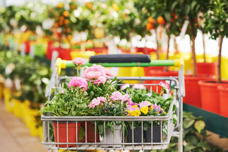 Caddy with many potted spring flowers, plant shopping in garden centerの写真素材