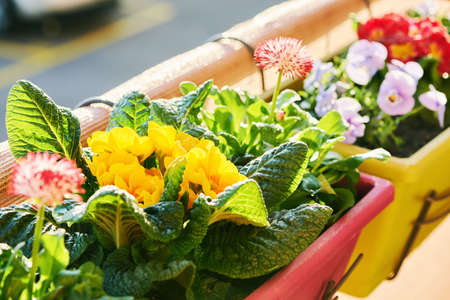 Colorful flowers growing in boxes hanging on balcony fence