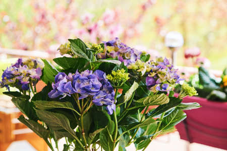 Young hydrangea flowers growing in pot on balconyの写真素材