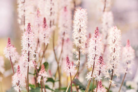 Nature background with blooming Heartleaf flowers (Tiarella trifoliata laciniata)の写真素材
