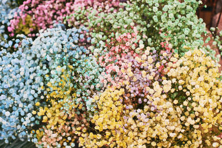 Colorful gypsophila flowers, huge bouquet with many different colorsの写真素材