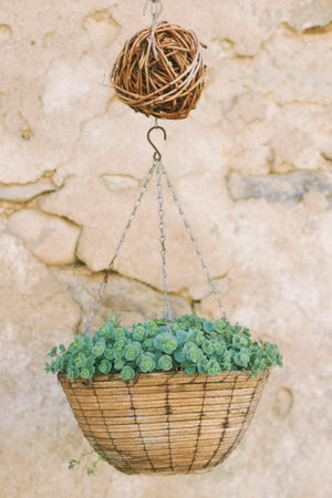 Pink mongolian stonecrop growing in hanging potの写真素材
