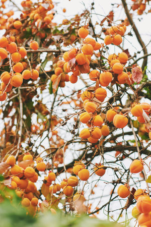 Nature background with ripened persimmon fruits growing on the treeの写真素材