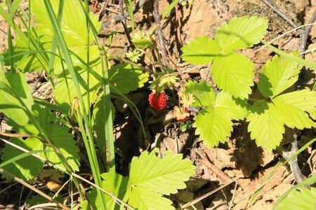 Fresh ripe forest strawberries grow in the forest on the background of green grass. Sweet red berriesの写真素材