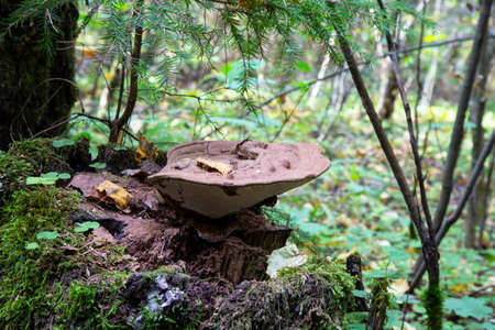 a parasitic fungus on the trunk of a dead tree Polyporus