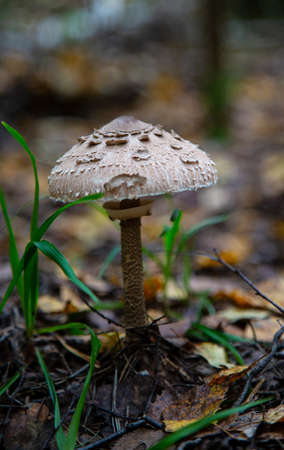The Parasol Mushroom (Macrolepiota procera) Fruit bodies can be eaten by slicing and frying in batter or egg and breadcrumbsの写真素材